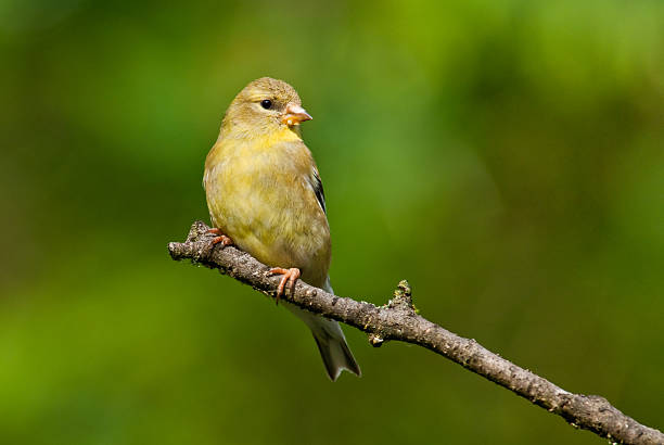 istock Female American Goldfinch Perched on a Branch 174789638