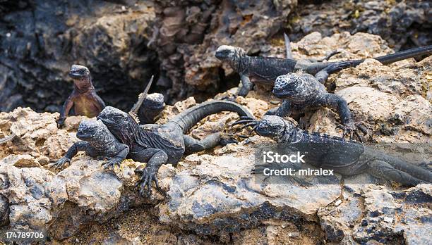 Galapagos Marine Iguanas Stock Photo - Download Image Now - Alertness, Animal, Animal Wildlife