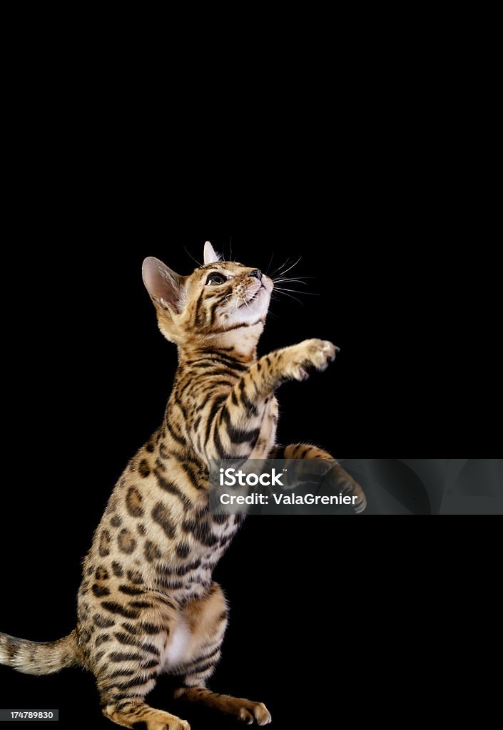 Filhote de Gato Bengal pé alcançar algo. - Royalty-free Gato Bengal Foto de stock