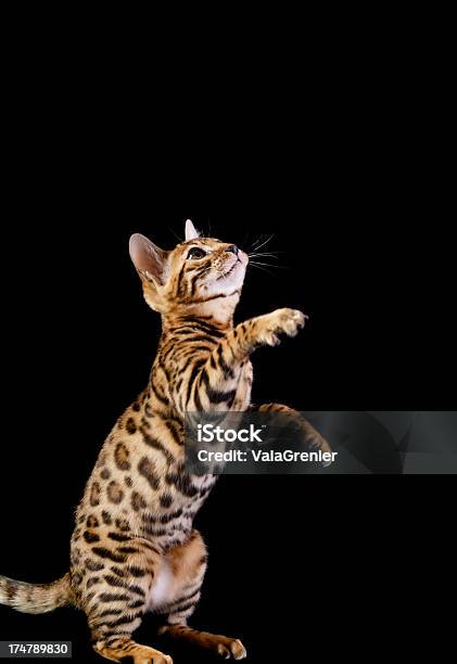 Filhote De Gato Bengal Pé Alcançar Algo - Fotografias de stock e mais imagens de Gato Bengal - Gato Bengal, Fundo Preto, Gato domesticado