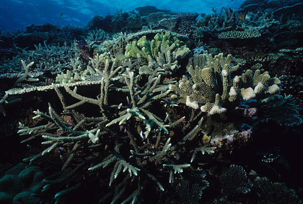 saudável de coral - deep sea staghorn coral school of fish - fotografias e filmes do acervo