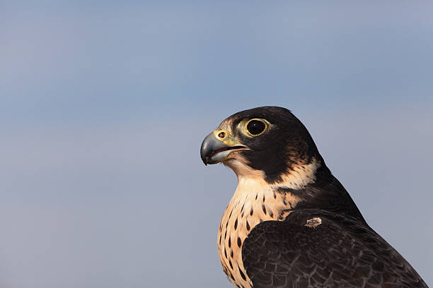 istock Peregrine Falcon closeup 174789953