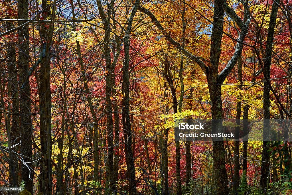 Jaune, rouge et orange feuilles rétro-éclairé par la lumière du soleil - Photo de Arbre libre de droits