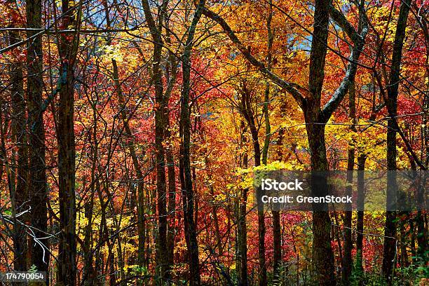 Photo libre de droit de Jaune Rouge Et Orange Feuilles Rétroéclairé Par La Lumière Du Soleil banque d'images et plus d'images libres de droit de Arbre