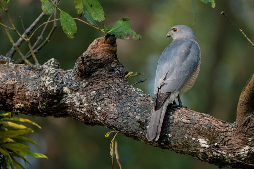 Shikra is a small bird of prey in the family Accipitridae found widely distributed in Asia and Africa where it is also called the little banded goshawk. This photo has been taken from world largest mangrove forest the sundarbans, Bangladesh