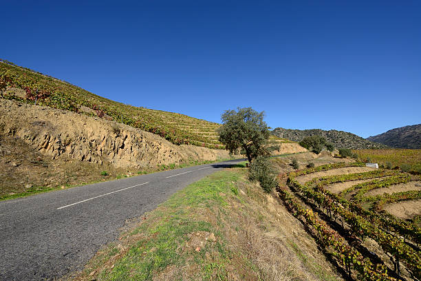 порт виноградники в осенний - douro valley clear sky copy space nobody стоковые фото и изображения
