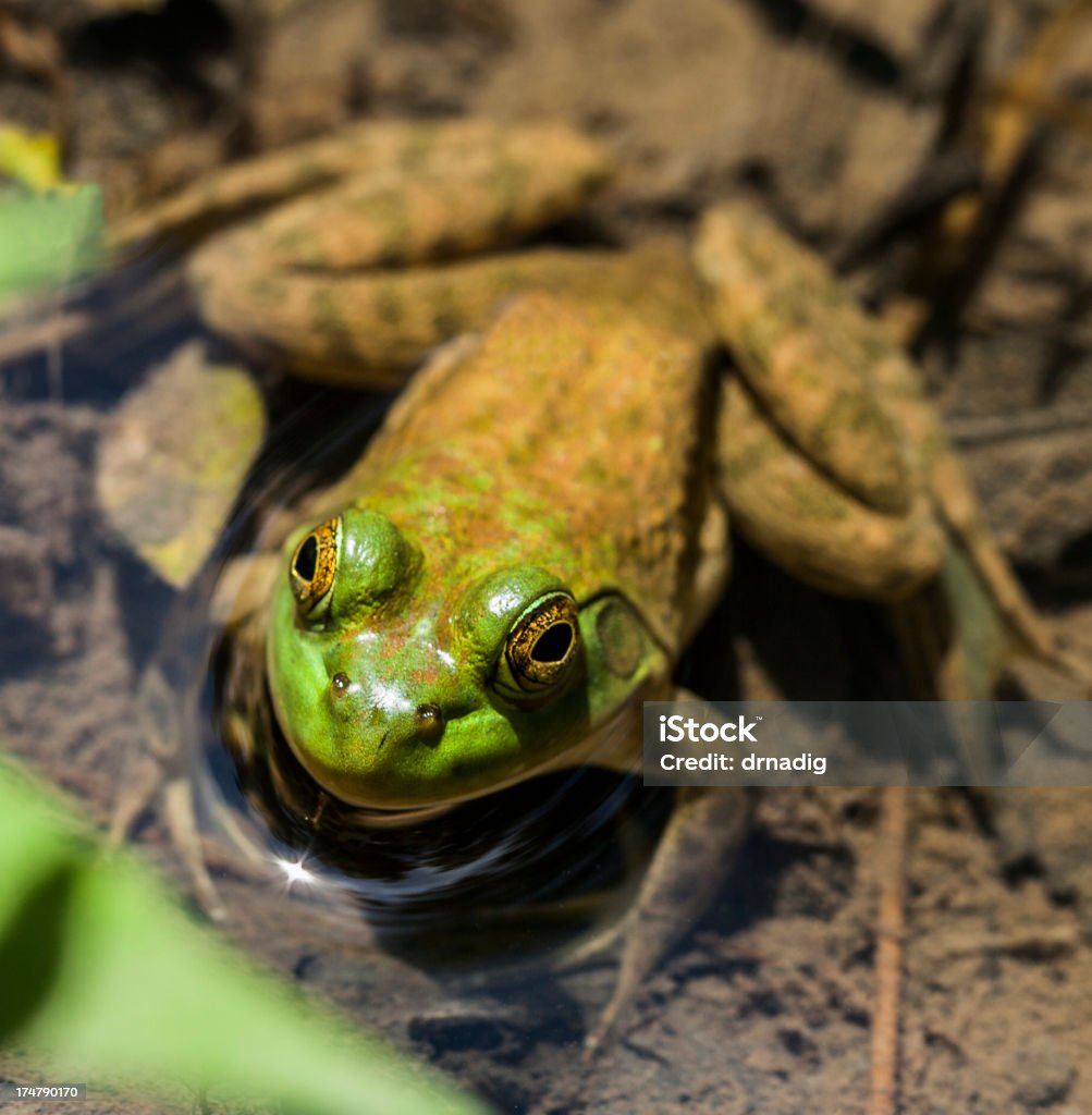 Rana toro disfruta de un Muddy ribera - Foto de stock de Agua libre de derechos