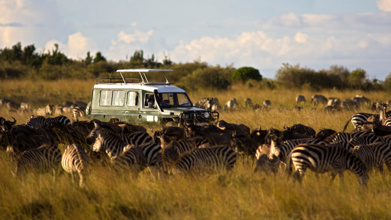 Zebra in the Mara, Kenya, Africa