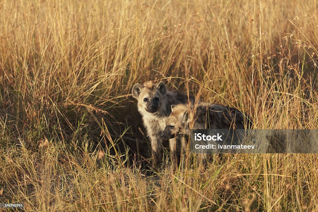 Bébé des hyènes, des muntjacs Masai Mara - Photo de Afrique libre de droits