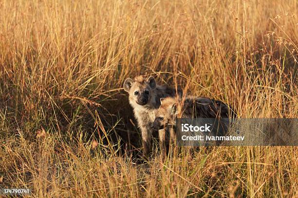 Bebê Hyenas Masai Mara - Fotografias de stock e mais imagens de Animal - Animal, Animal de Safari, Animal selvagem