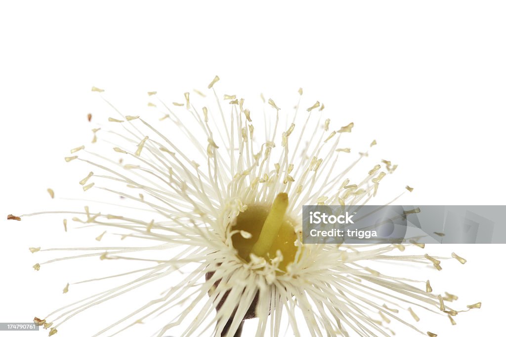 Close-up extremo de flores de eucalipto - Foto de stock de Amarelo royalty-free