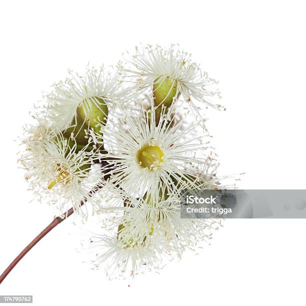 Eukalyptusblüten Auf Weiß Stockfoto und mehr Bilder von Baumblüte - Baumblüte, Blume, Braun