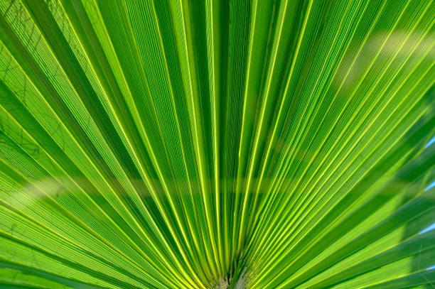 istock palm leaf as a background for photos 13 1747907915