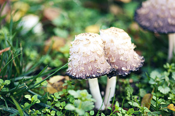 outdoor nature beauty in autumn mushrooms fungi Coprinus comatus Shaggy Inkcap(photos professionally retouched - Aperture / Photoshop - original size 5616 x 3744) SHALLOW DOF