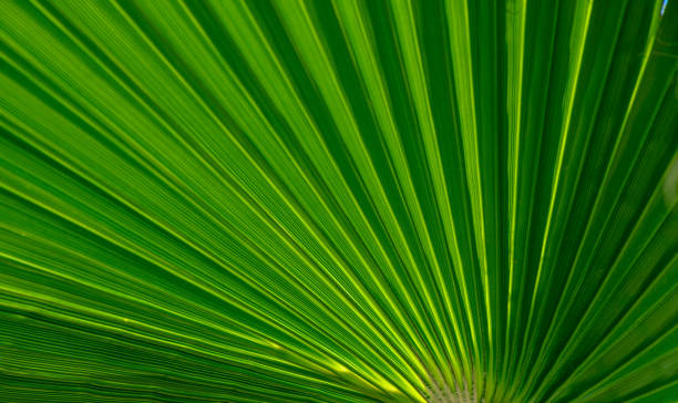 istock palm leaf as a background for photos 7 1747908427