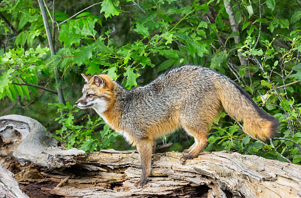 Free picture: gray, fox, predator, urocyon, cinereoargenteus