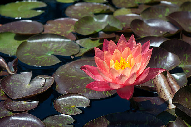 Pink and yellow water lily stock photo