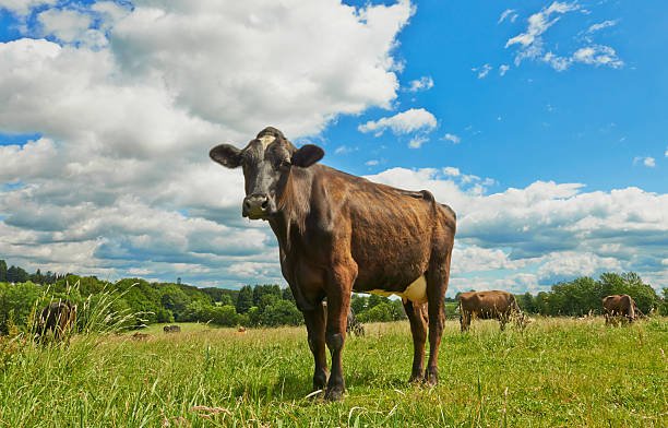 istock Brown Holstein Cow on a meadow 174790902