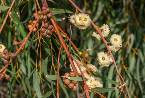 istock eucalyptus flowers in the evening sun 1 1747910037