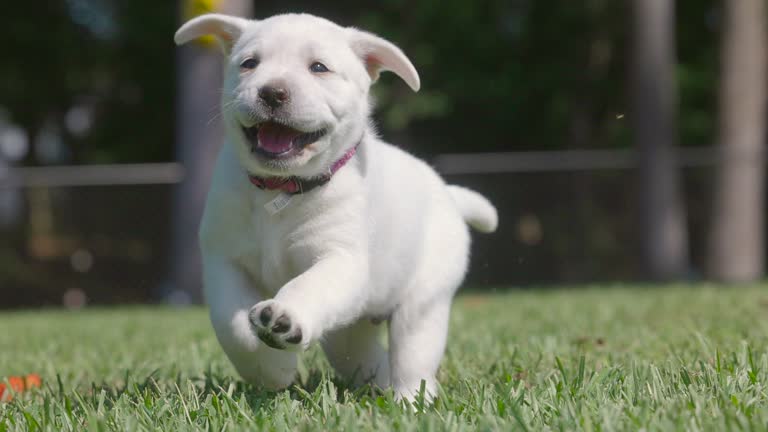 Day 42 White Lab Puppy - Playful - Running towards Camera - Slow Mo - Back Yard