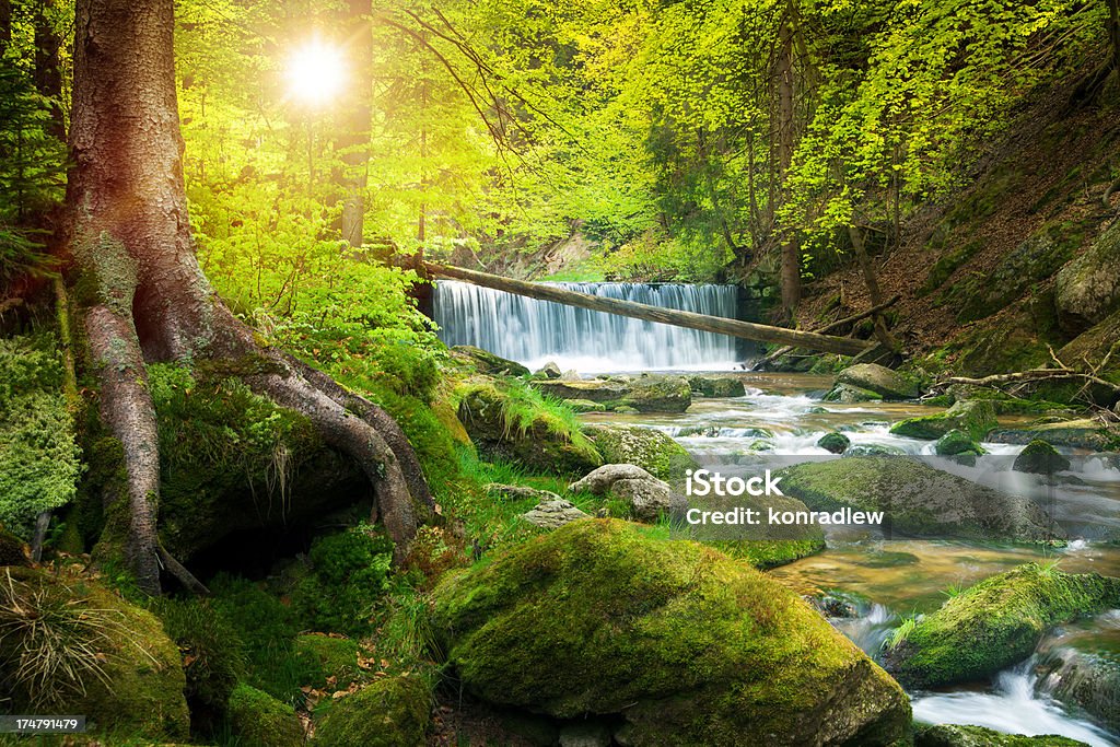 Waterfall on the Mountain Stream located in Misty Forest Waterfall on the Mountain Stream located in Misty Forest - XXXL HDR image Forest Stock Photo