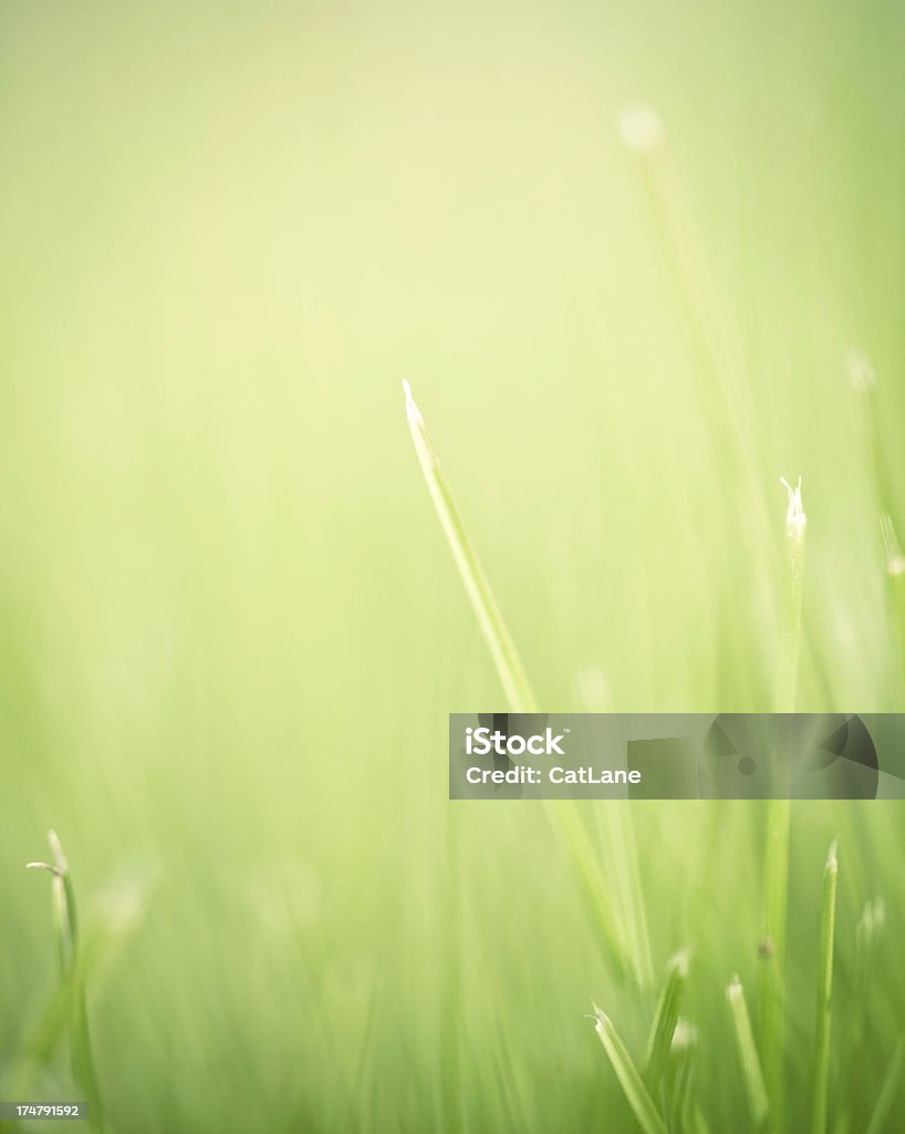 Abstract Nature Defocused grass Abstract Stock Photo