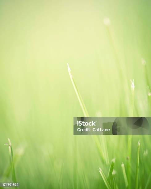 Abstract Nature Stock Photo - Download Image Now - Abstract, Beauty In Nature, Blade of Grass