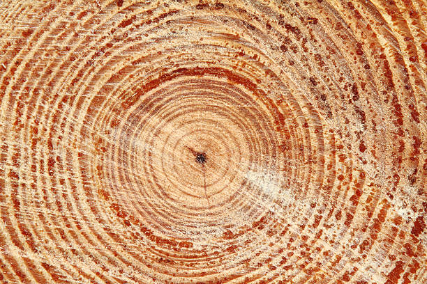 istock Closeup of freshly sawn pine log 174791742