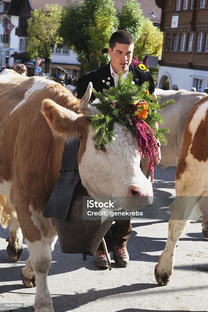 Moderno giovane agricoltore mucca conduttori Simmental Aelplerfest in esterni - Foto stock royalty-free di Alpi Bernesi