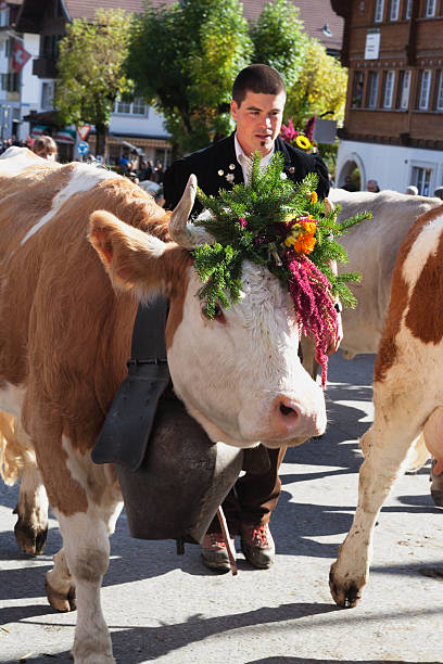 istock Modern Young Farmer leads Simmental Cow in Lenker Aelplerfest 174791780
