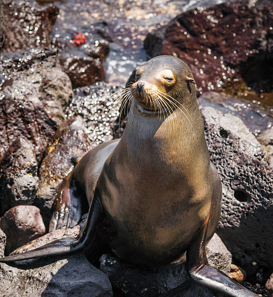 istock Galapagos Female Sea Lion 174791826