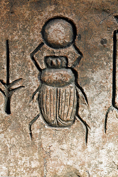 Scarabaeus "Egyptian scarabaeus.To the Ancient Egyptians, the scarabeus sacer was a symbol of Khepri, the early morning manifestation of the sun god Ra, from an analogy between the beetle's behaviour of rolling a ball of dung across the ground and Khepri's task of rolling the sun across the sky." hieroglyphics photos stock pictures, royalty-free photos & images