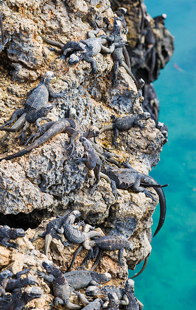 The marine iguana (Amblyrhynchus cristatus) is an iguana located only on the Galápagos Islands that has the ability, unique among modern lizards, to live and forage in the sea, making it a marine reptile. 