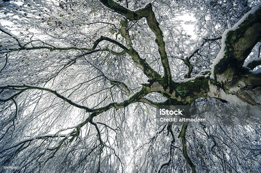 De invierno birch - Foto de stock de Abedul libre de derechos