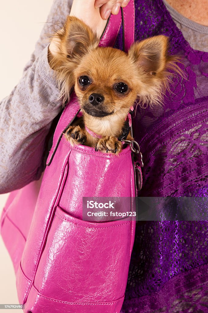 Cute Tiny Long Haired Chihuahua Puppy In Ladies Handbag Stock Photo -  Download Image Now - iStock