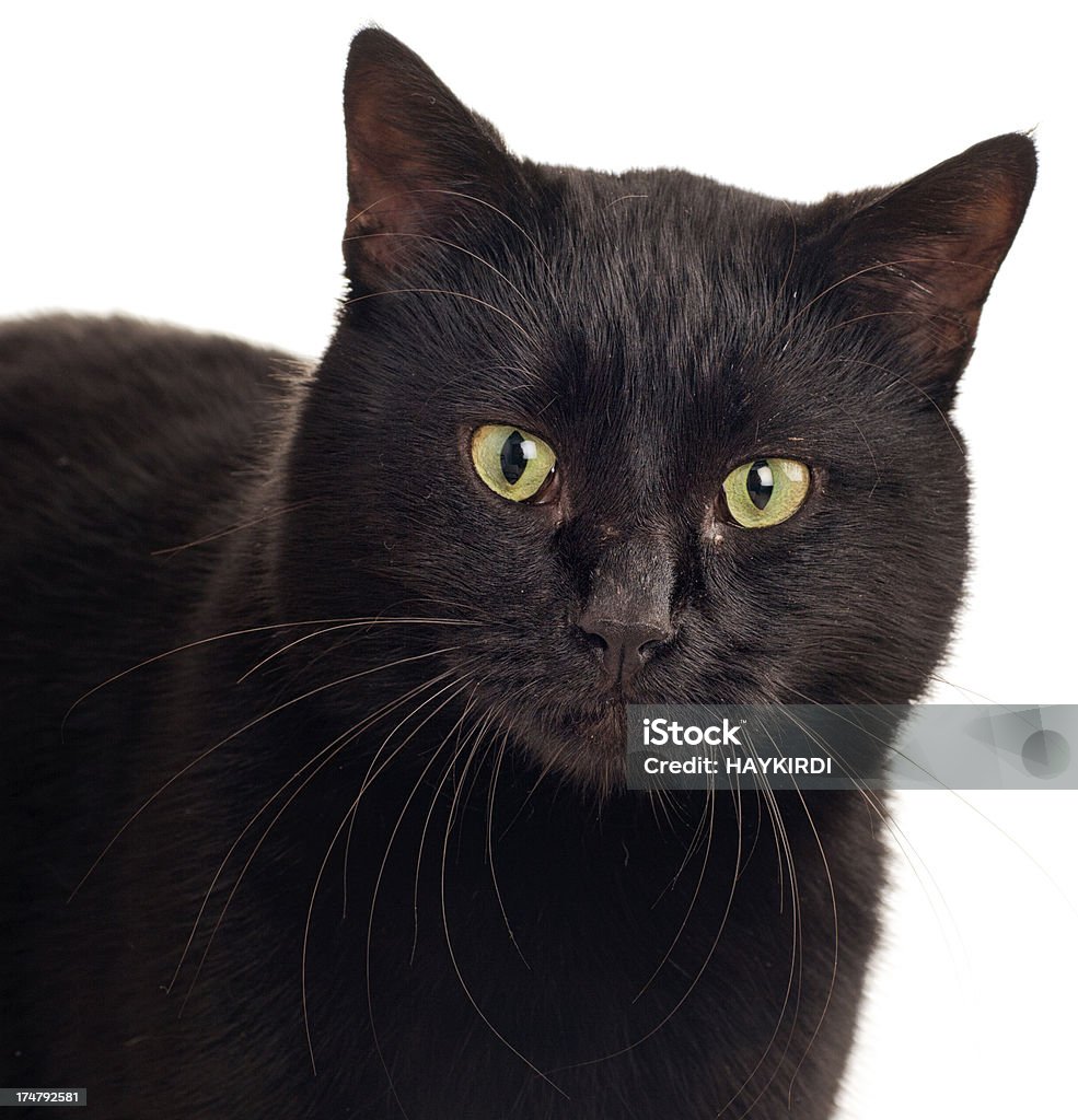 Negro Cat - Foto de stock de Actividad libre de derechos