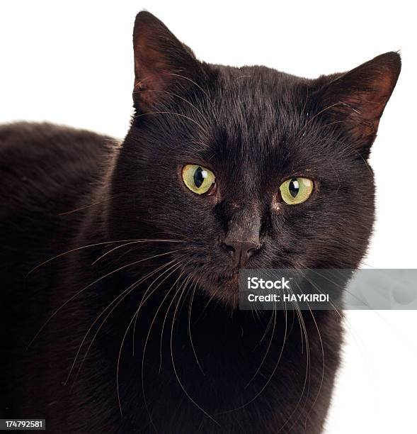 Negro Cat Foto de stock y más banco de imágenes de Actividad - Actividad, Andar, Animal