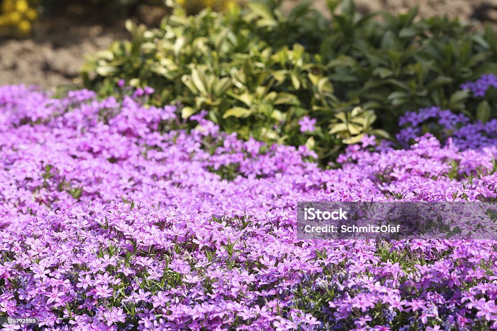 pruple Blumenteppich - Lizenzfrei Bildhintergrund Stock-Foto