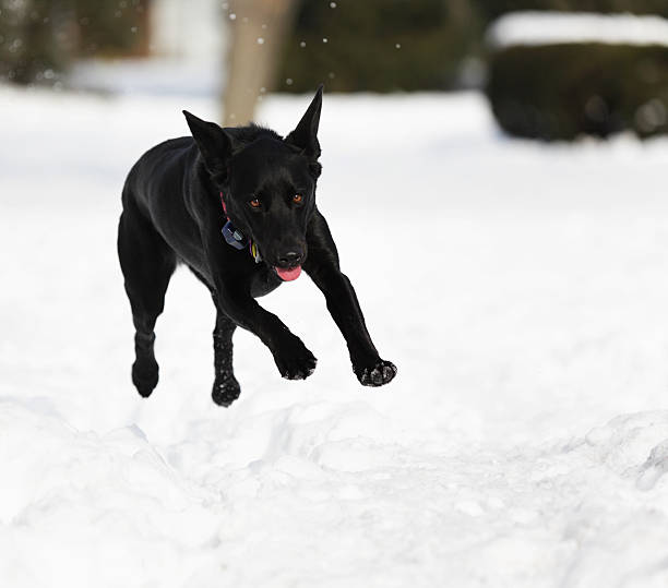 perro volando sobre fondo de nieve - isweather2013 fotografías e imágenes de stock