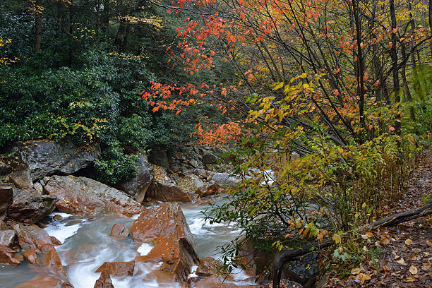 bosque nacional de otoño en monongahela - monongahela national forest landscapes nature waterfall fotografías e imágenes de stock