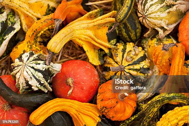 Verschiedene Miniaturkürbis Stockfoto und mehr Bilder von Fotografie - Fotografie, Gemüse, Herbst