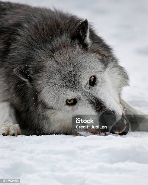 Photo libre de droit de Wolf Et Os Meaty banque d'images et plus d'images libres de droit de Animal mort - Animal mort, Loup, Squelette d'animal