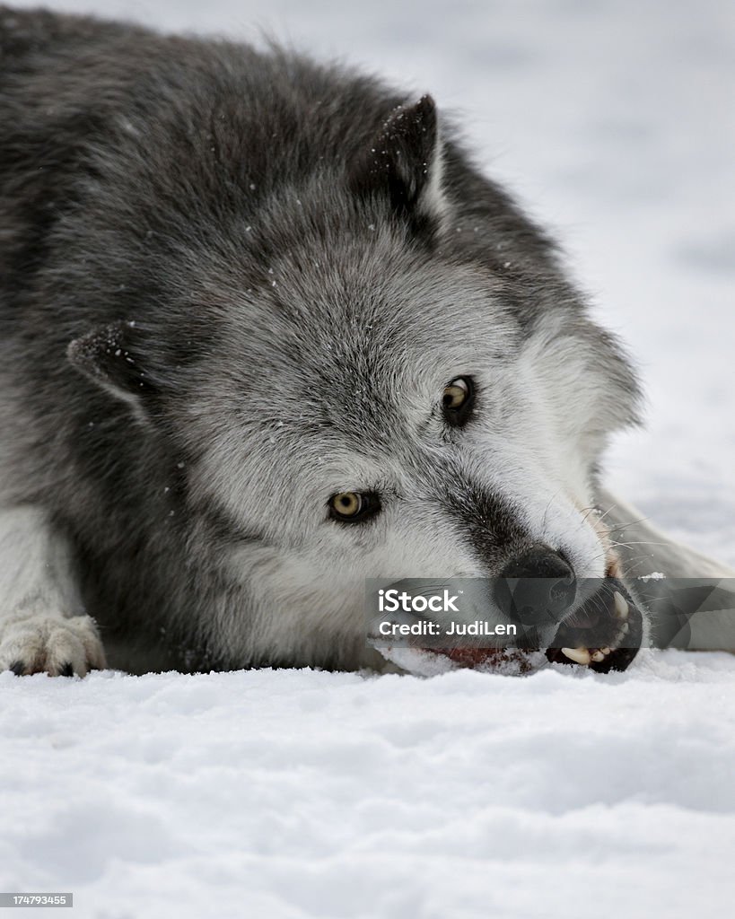 Lupo e meaty Osso - Foto stock royalty-free di Animale morto