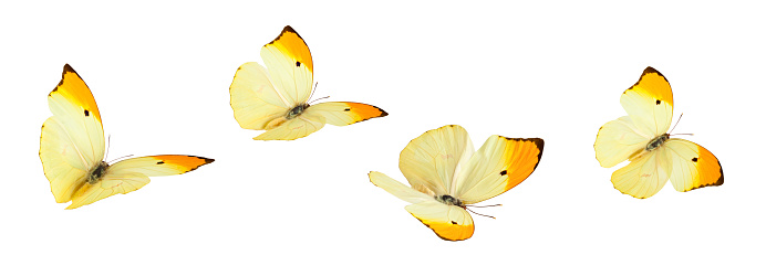 Yellow butterflies (Anteos Menippe) in various flying positions. Isolated on white. 