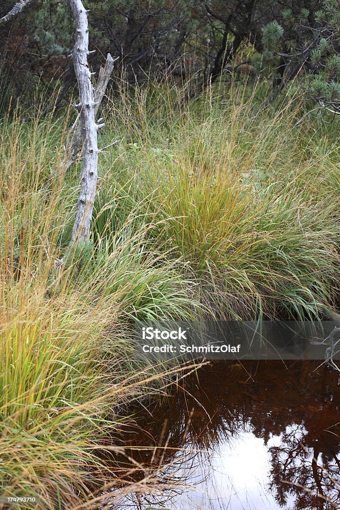 Agua orificio de amarre con prado selva negra - Foto de stock de Abrevadero libre de derechos