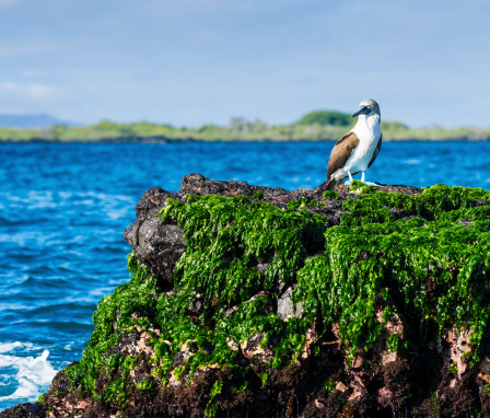 Shag (Phalacrocorax aristotelis) resting on a rock on the cliff coast of the Spanish Mediterranean sea