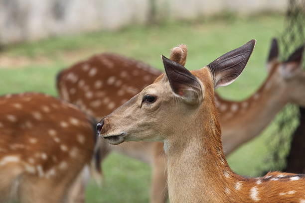 istock Spotted Fawn on meadow 174794029