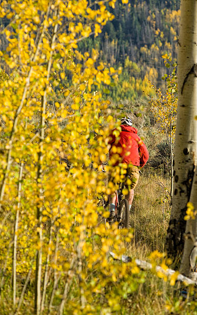 ciclismo de montaña singletrack en bosque de aspen - usa action adventure aspen tree fotografías e imágenes de stock