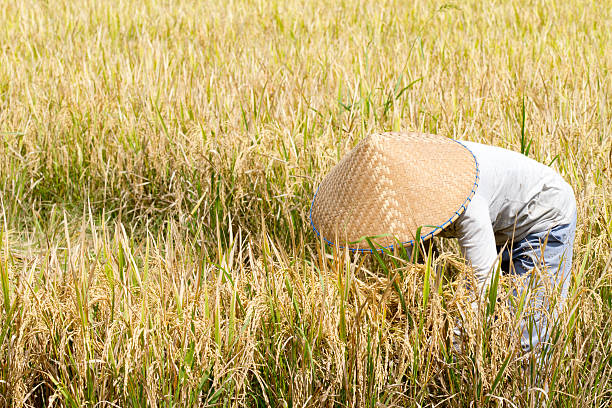 Balinese woman harvesting rice.