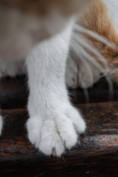 istock a cat with white paws sits on a bench 1747947396